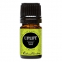 Uplift Synergy Blend 100% Pure Therapeutic Grade Essential Oil by Edens Garden- 5 ml (Bergamot, Lemon, Melissa, Orange, Peppermint, Tangerine and Ylang Ylang)